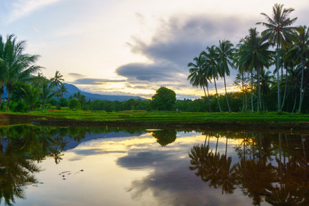 Beautiful morning view indonesia Panorama Landscape paddy fields with beauty color and sky natural...