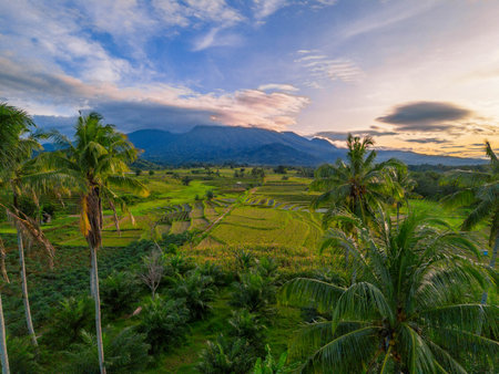 Beautiful morning view indonesia Panorama Landscape paddy fields with beauty color and sky natural...