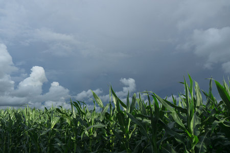 Beautiful morning view indonesia Panorama Landscape paddy fields with beauty color and sky natural lightの写真素材