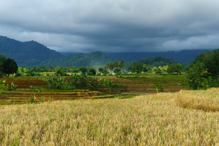 Beautiful morning view indonesia Panorama Landscape paddy fields with beauty color and sky natural lightの写真素材