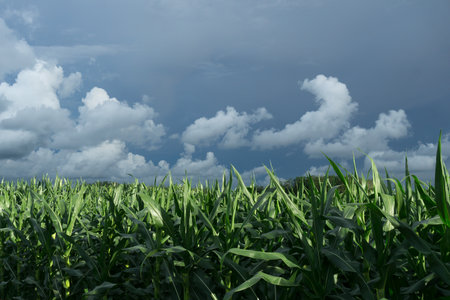 Beautiful morning view indonesia Panorama Landscape paddy fields with beauty color and sky natural lightの写真素材