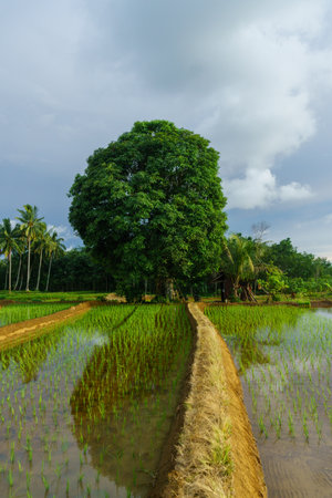 Beautiful morning view indonesia Panorama Landscape paddy fields with beauty color and sky natural lightの写真素材