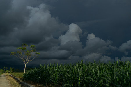 Beautiful morning view indonesia Panorama Landscape paddy fields with beauty color and sky natural lightの写真素材