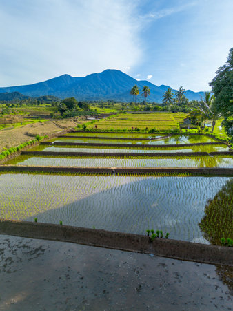 Beautiful morning view indonesia Panorama Landscape paddy fields with beauty color and sky natural lightの写真素材