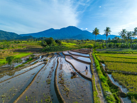 Beautiful morning view indonesia Panorama Landscape paddy fields with beauty color and sky natural lightの写真素材