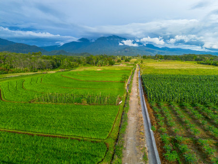 Beautiful morning view indonesia Panorama Landscape paddy fields with beauty color and sky natural lightの写真素材