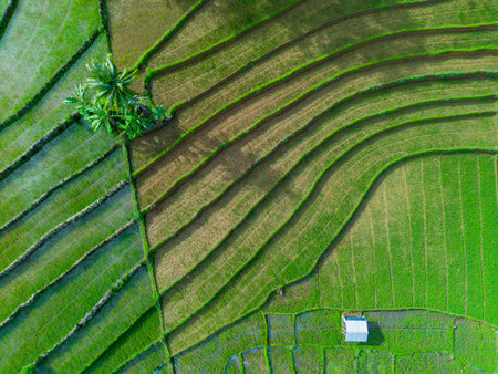 Beautiful morning view indonesia Panorama Landscape paddy fields with beauty color and sky natural lightの写真素材
