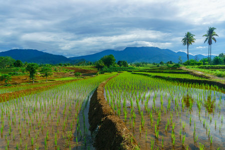 Beautiful morning view indonesia Panorama Landscape paddy fields with beauty color and sky natural lightの写真素材
