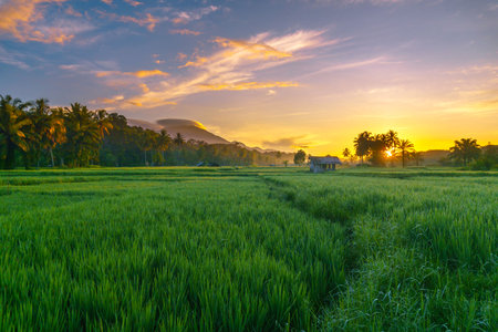 Beautiful morning view in Indonesia, panoramic landscape of rice fields with mountain ranges and...