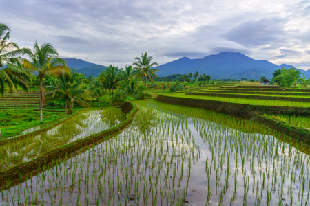 Beautiful morning view in Indonesia, panoramic landscape of rice fields with mountain ranges and clear skyの写真素材