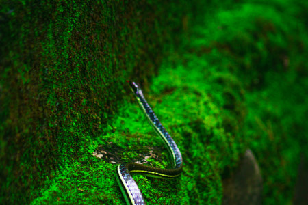 wild nature of indonesiaの写真素材