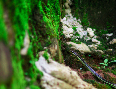 wild nature with snakes. wild nature of indonesiaの写真素材