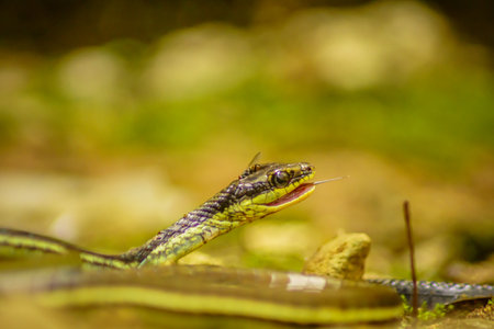 wild nature of indonesiaの写真素材