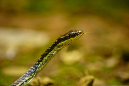 wild nature of indonesiaの写真素材