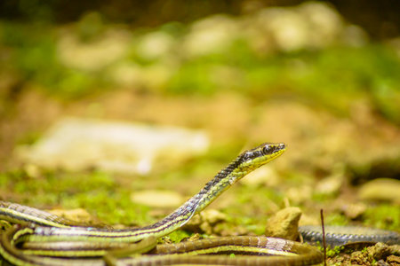 wild nature of indonesiaの写真素材