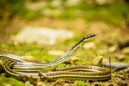 wild nature of indonesiaの写真素材