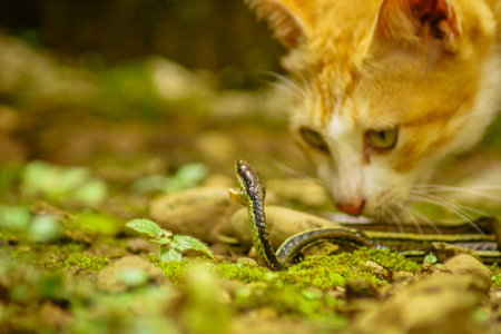 wild nature of indonesiaの写真素材