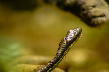 wild nature of indonesiaの写真素材