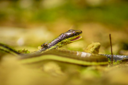 wild nature of indonesiaの写真素材