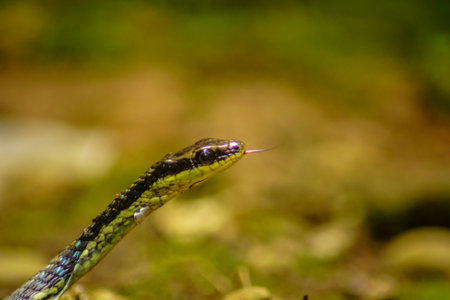 wild nature of indonesiaの写真素材