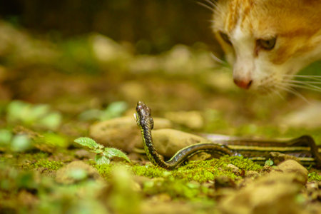 wild nature of indonesiaの写真素材