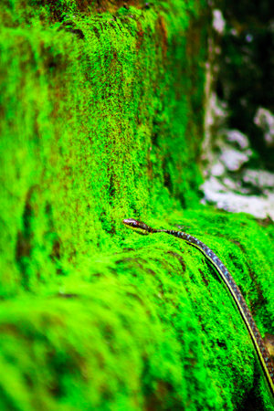 wild nature of indonesiaの写真素材