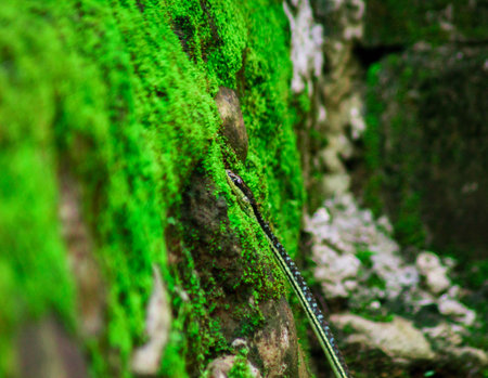 wild nature of indonesiaの写真素材