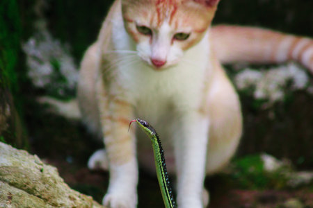 wild nature of indonesiaの写真素材