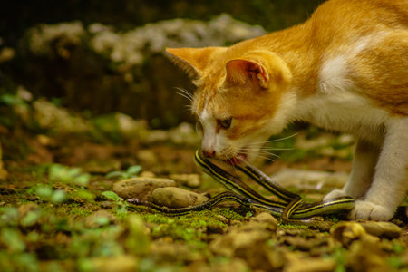 wild nature of indonesiaの写真素材