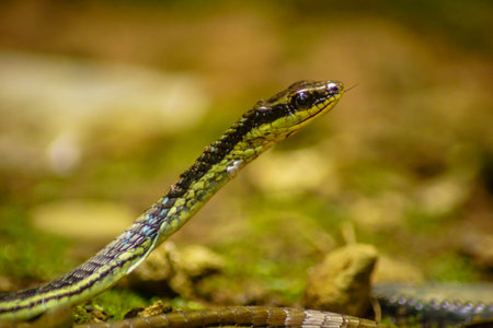 wild nature of indonesiaの写真素材