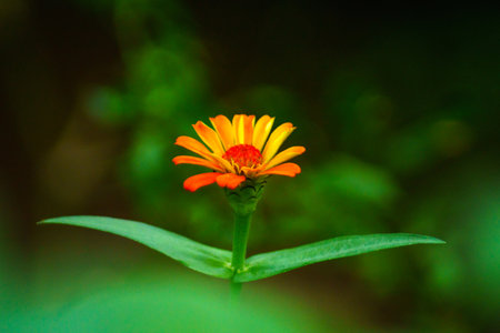 Beautiful morning view in Indonesia, panoramic landscape of rice fields with mountain ranges and clear skyの写真素材