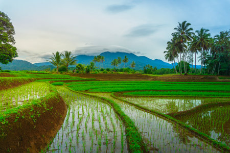 Beautiful morning view in Indonesia, panoramic landscape of rice fields with mountain ranges and clear skyの写真素材