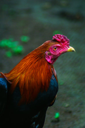 Beautiful morning view in Indonesia, panoramic landscape of rice fields with mountain ranges and clear skyの写真素材
