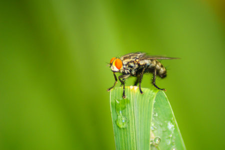 Beautiful morning view in Indonesia, panoramic landscape of rice fields with mountain ranges and clear skyの写真素材