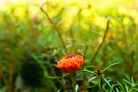 macro and micro photos of plants and wild nature backgrounds