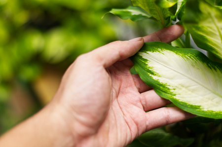 Hand Touching a Lush Green and White Foliage in Focus