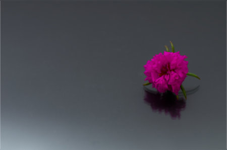 Vivid Magenta Flower Reflecting on a Glossy Dark Surfaceの写真素材
