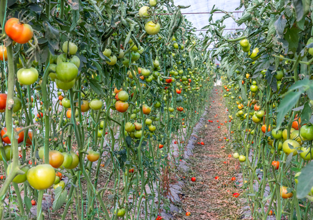 Two lines of tomato plants full of young green and red tomatoes and many ripe red tomatoes fell on the ground between two lines in the greenhouse.の写真素材