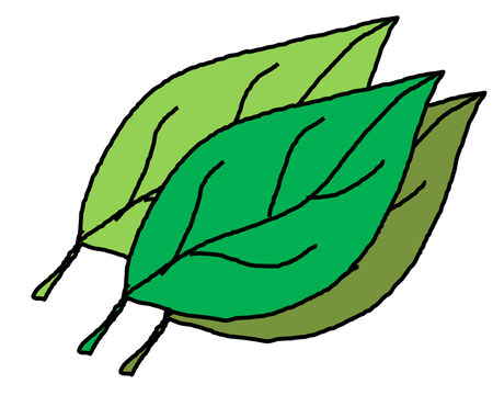 the cartoon picture of 3 color green leaveの写真素材