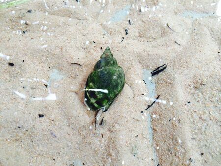 The art make from the sea