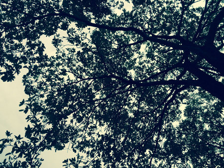 The black tree shadow on evining