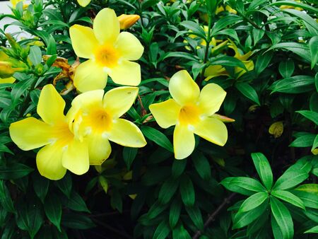 Thai yellow flower 