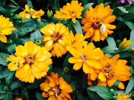 Variety of exotic and colorful flowers