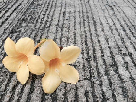 Yellow flower in texture patternの素材