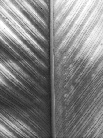 Leaf backgroundの素材