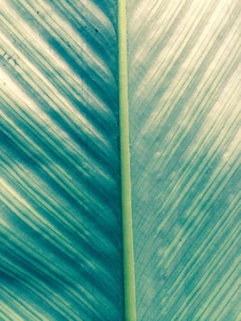 Leaf background