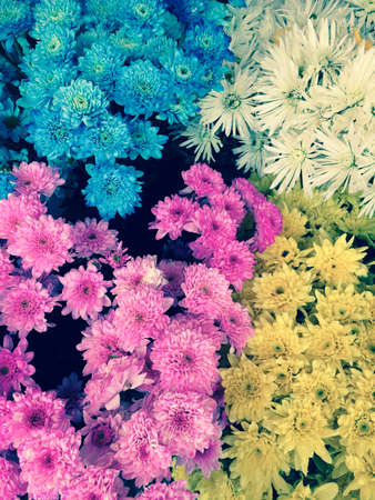 Colorful flowersの素材