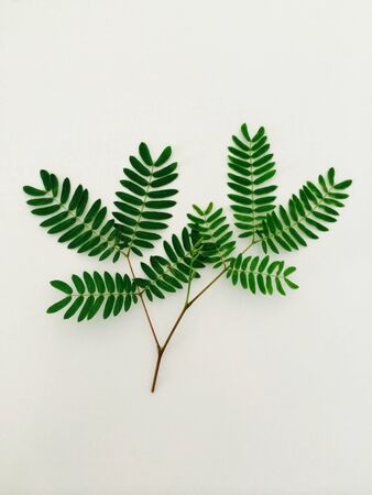 Green leaf on white の素材