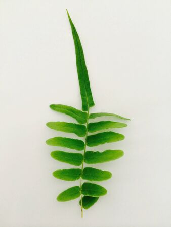 Green leaf on white の素材