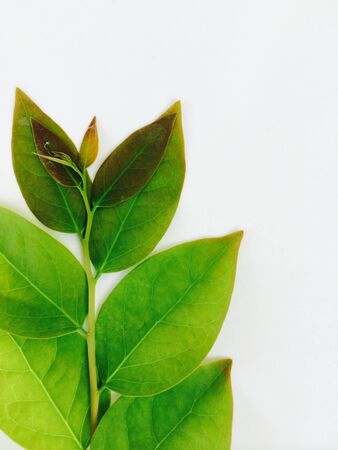 Green leaf on white の素材